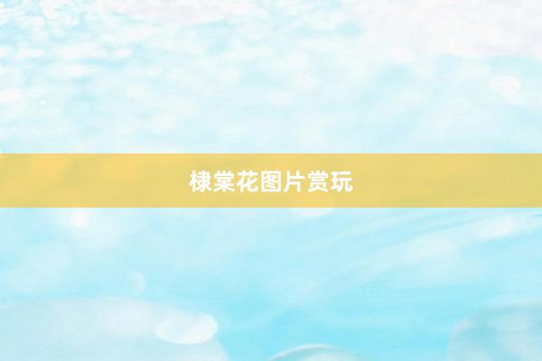 棣棠花图片赏玩